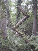 Lightning Snag